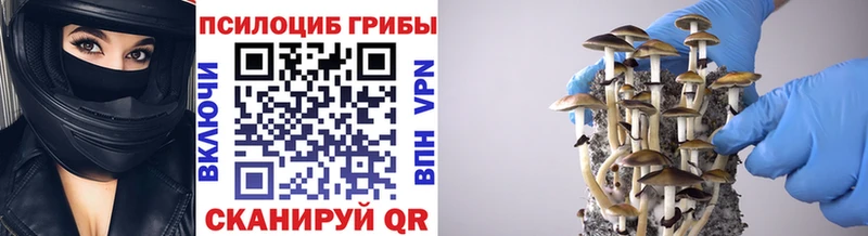 Псилоцибиновые грибы Psilocybe Великий Устюг
